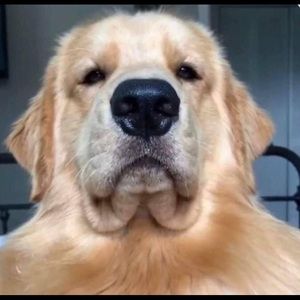dog                           (picture)